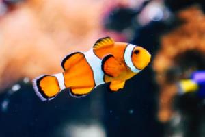 英超联赛冠军的辉煌历程，从曼彻斯特到伦敦的传奇历届英超联赛冠军